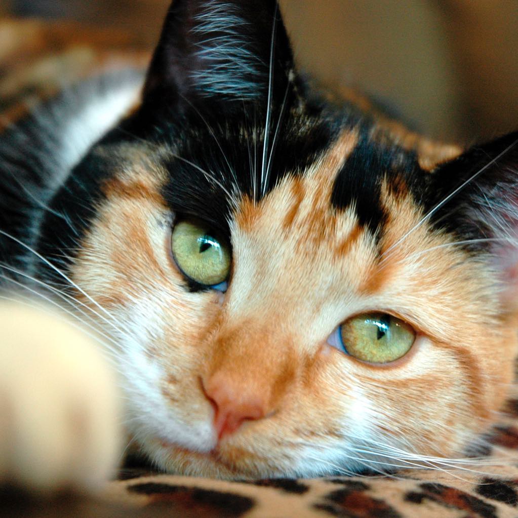Phương pháp ngăn ngừa dị vật lông trong dạ dày mèo