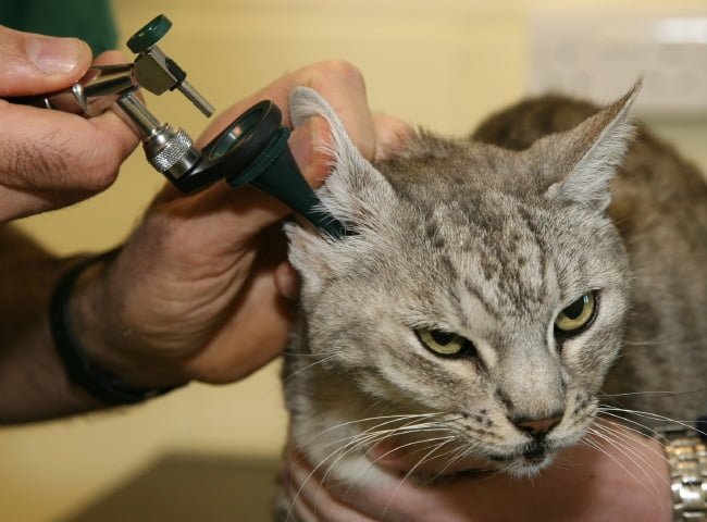 Các loại nhiễm trùng tai ở mèo là gì? Nguyên nhân, cách phòng ngừa và điều trị