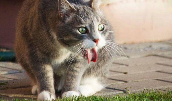 Bệnh phù phổi ở mèo nguy hiểm như thế nào?