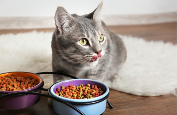 Những loại bát đựng thức ăn cho mèo phổ biến 