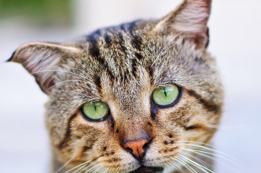 Mèo bị đau mắt đỏ - Cách chữa đau mắt đỏ ở mèo - Thú cảnh