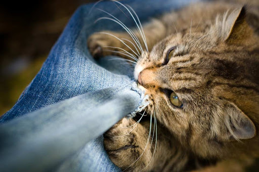 Hội chứng Pica ở mèo - Nguyên nhân và cách điều trị