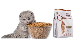 Bạn có biết mèo thích ăn gì và không ăn gì không?