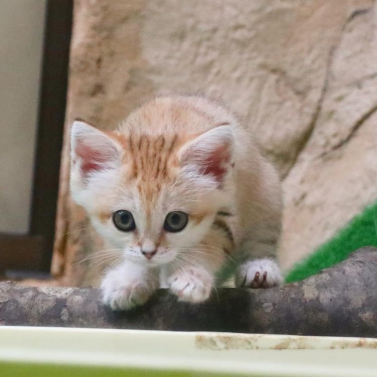 Mèo cát Ả Rập - Bí ẩn sau 10 năm tìm kiếm