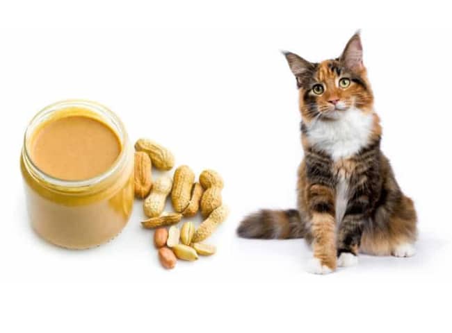Mèo có thể ăn bơ đậu phộng không? Lợi ích của bơ đậu phộng