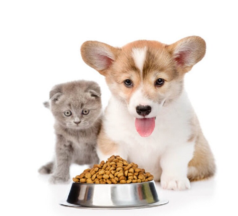 Thức ăn khô cho chó mèo - Những câu hỏi thường gặp