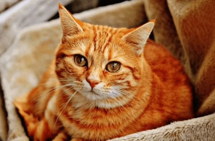 Nguyên nhân và cách phòng tránh bệnh vàng da ở mèo