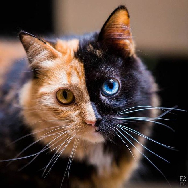 Cách chăm sóc vệ sinh mắt cho mèo con khỏe mạnh