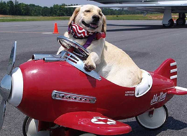 Cách làm thủ tục giấy tờ cho chó đi máy bay