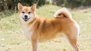 Các bệnh thường gặp ở chó Shiba Inu Nhật Bản