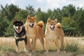 Tiêu chuẩn chó Shiba Inu thuần chủng?