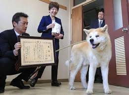Chú chó Akita cứu người già ở Nhật Bản