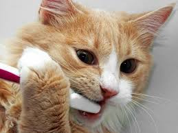 Đánh răng cho mèo như thế nào?