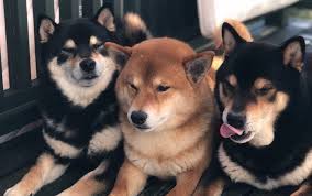 Bấn loạn với ba anh em chó Shiba đến từ Nhật Bản