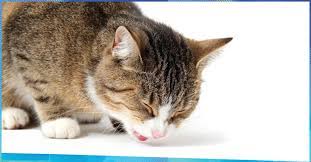 Tại sao mèo hắt hơi và sổ mũi?