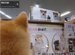 Góc nhìn của một chú chó Akita-Trải nghiệm google street view