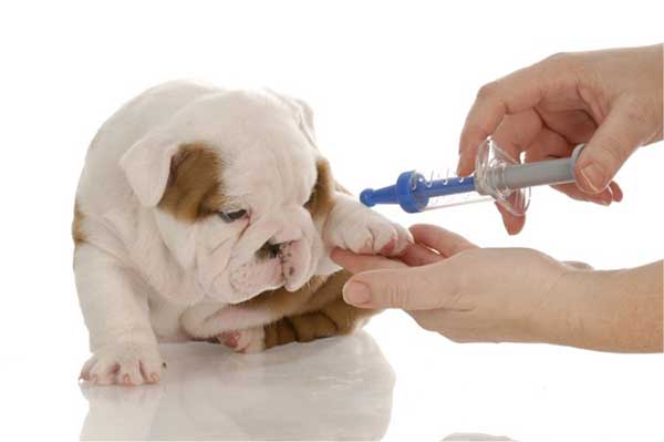 Tiêm vắc xin trùng xoắn móc câu cho chó