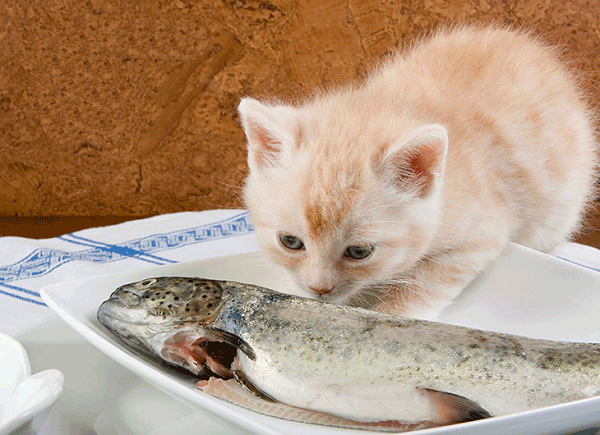 Tìm hiểu về thức ăn cho mèo giàu Taurine