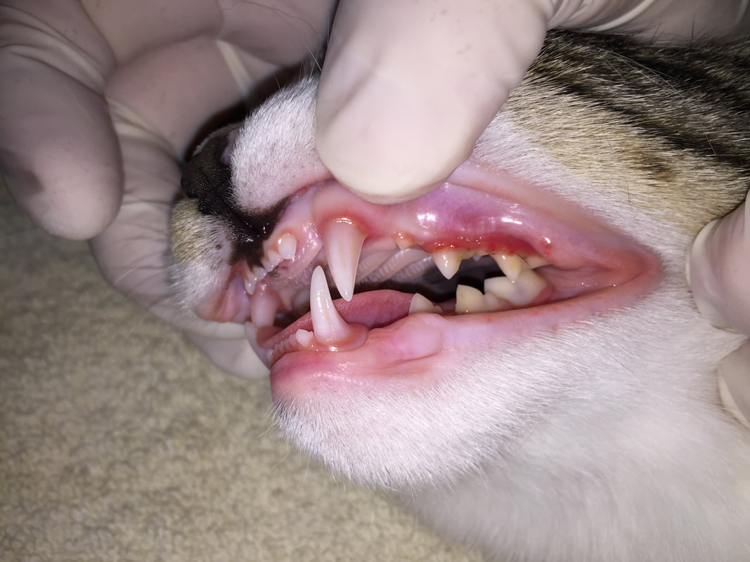 TOP 3 bệnh răng miệng phổ biến nhất ở mèo