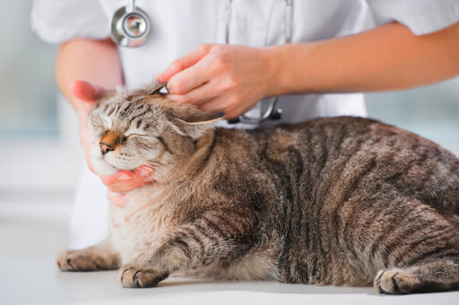 Cách chữa bệnh bí tiểu ở mèo triệt để