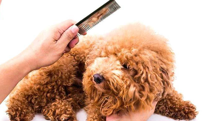 Lược chải lông cho chó Poodle-Món phụ kiện các sen không nên xem thường