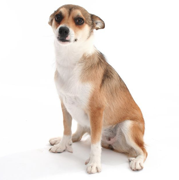 Chó Lundehund - Giống chó duy nhất có sáu ngón trên mỗi bàn chân
