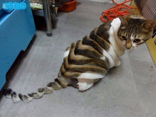 Bộ lông mèo được cắt tỉa tuyệt vời nhất hành tinh