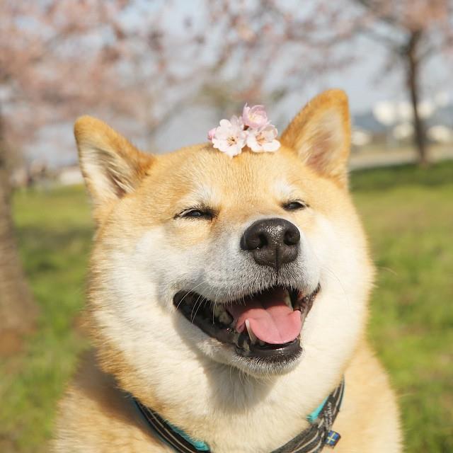Hình ảnh chú chó Shiba Inu dễ thương