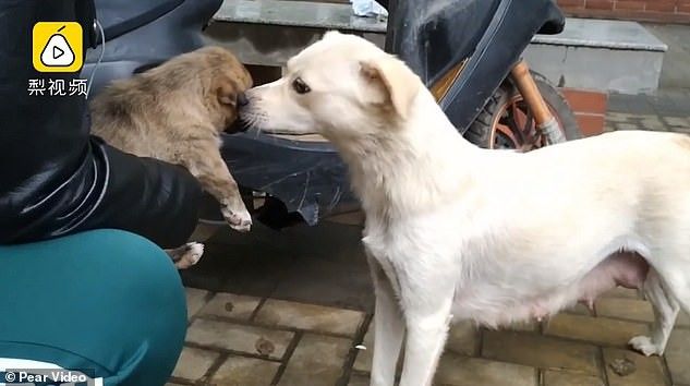 Xúc động khoảnh khắc chó mẹ hôn chó con lần cuối