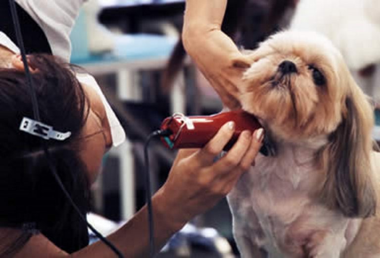 Cách chọn tông đơ cắt tỉa lông cho thú cưng của bạn