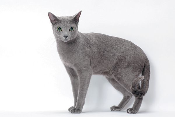 Russian Blue with a slight tail curl.jpg.optimal
