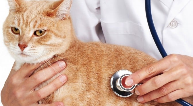 Đưa mèo đến bác sĩ thú y- Lần đầu làm chuyện ấy