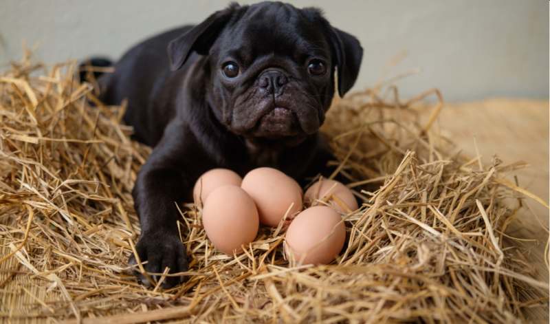 Có nên cho chó ăn trứng sống không?