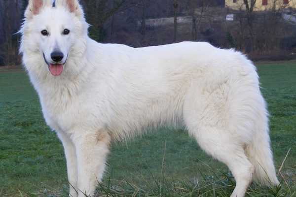 cho berger blanc suisse 14 giong cho dep nhat the gioi 600x400 1