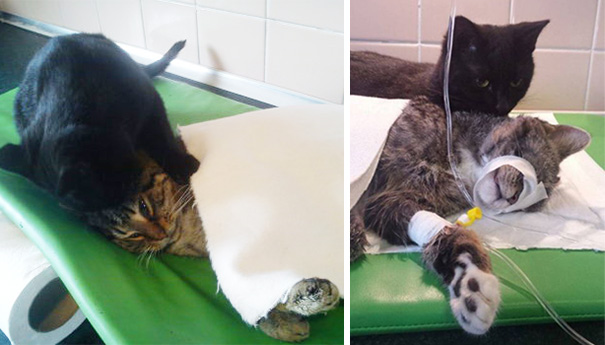 Mèo y tá tuyệt vời ở Ba Lan chăm sóc động vật