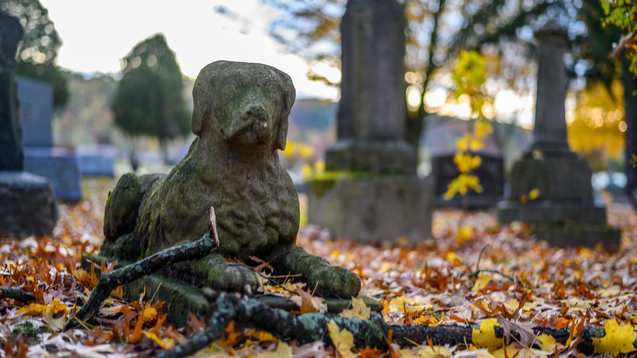 5 điều thú vị về nghĩa trang chó mèo