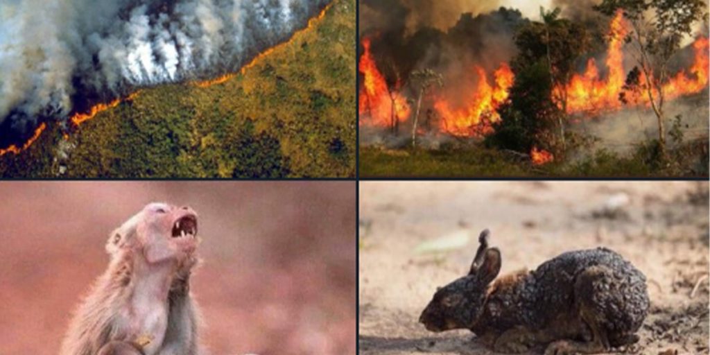 Cháy rừng Amazon đã ảnh hưởng đến động vật hoang dã như thế nào