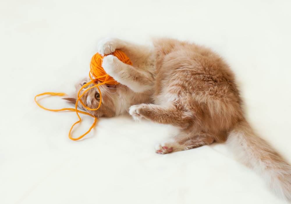 Tại sao mèo thích nghịch cuộn len 