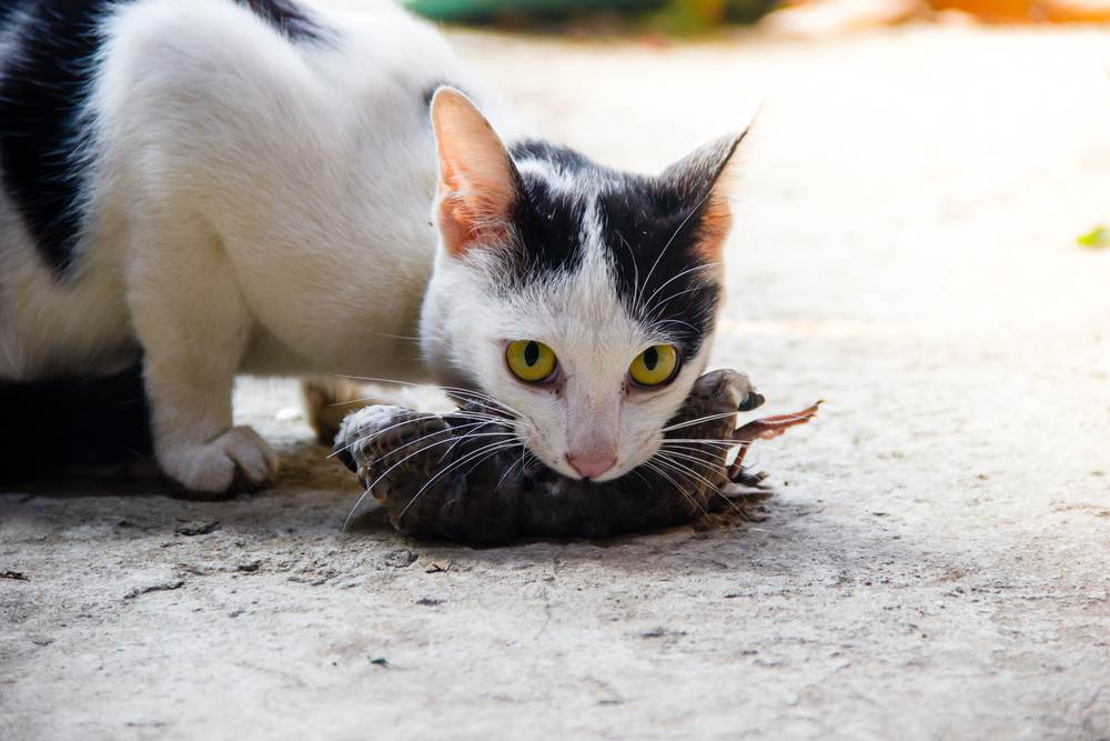 Tại sao mèo thường tha động vật đã chết về nhà