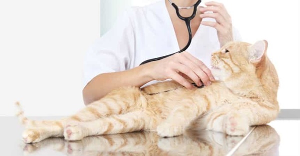 Chọn bác sĩ thú y phù hợp cho mèo của bạn