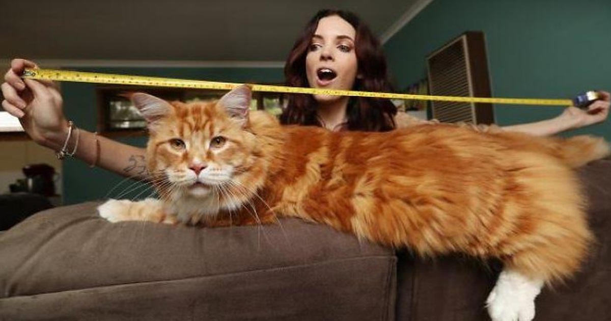 Chú mèo Omar dài nhất thế giới với chiều dài 1,2m