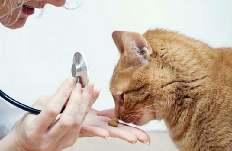 Cách xử lý khi mèo ăn phải bả?