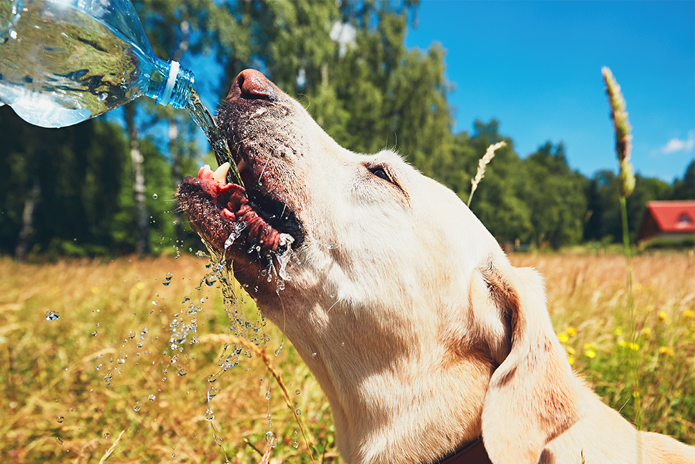 Tại sao không nên cho chó uống quá nhiều nước?
