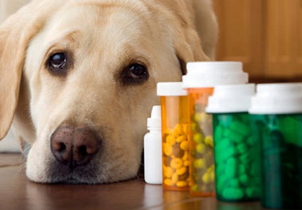 Tác dụng phụ của thuốc kháng sinh cho chó