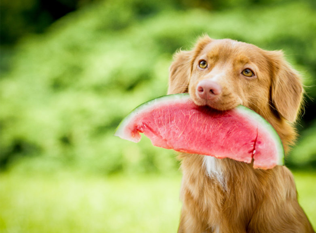 Chó ăn dưa hấu được không?