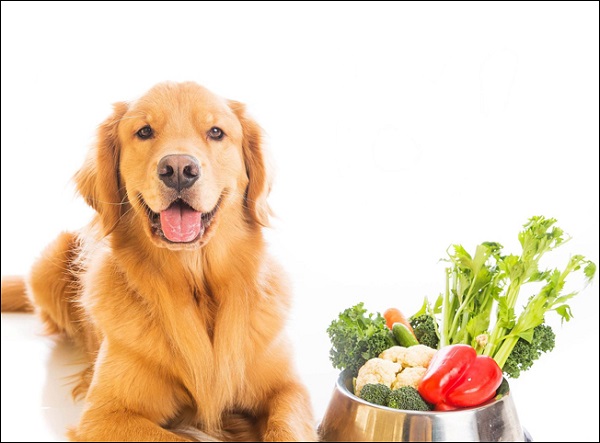 Cho chó ăn rau diếp được không?