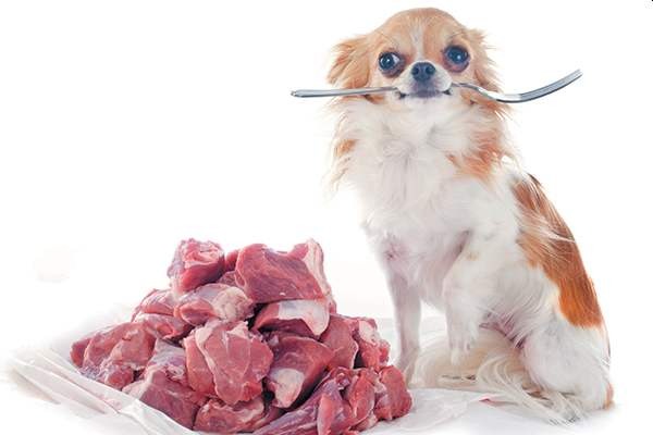 Chó ăn thịt sống không?