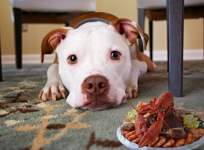Cho chó ăn tôm được không?