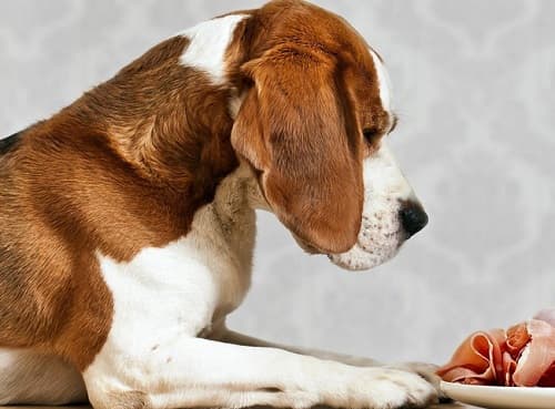 Chó có được ăn dăm bông, thịt nguội không? Cách cho chó ăn dăm bông, thịt nguội