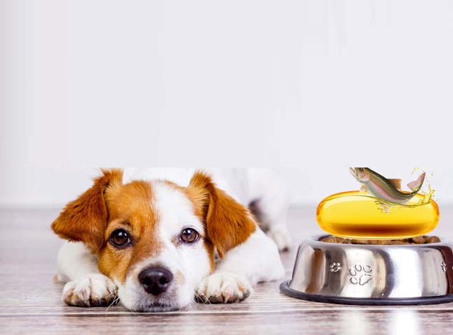 6 câu hỏi thường gặp khi bạn cho chó ăn